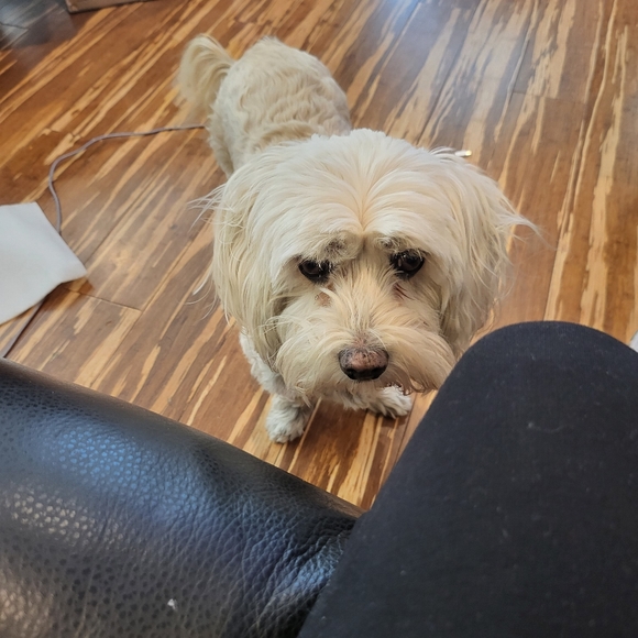 Antique Rare Parisian “Paris Vieux” Gold Tone Porcelain Trinket Bowl - Picture 8 of 8